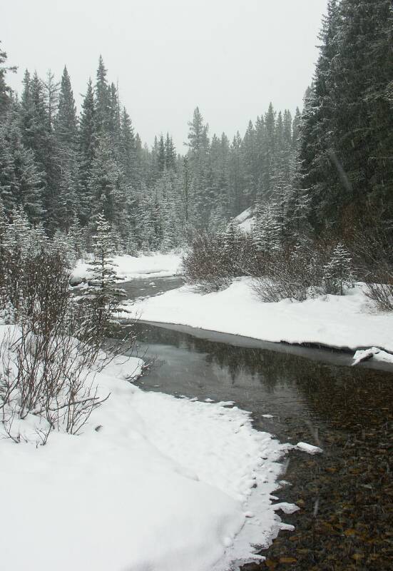 Pocaterra Creek on a snowy day
